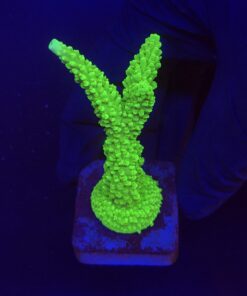 Yongei M