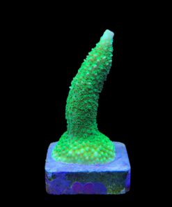 Alternative view of Abrolhoensis Green Orange Tips M