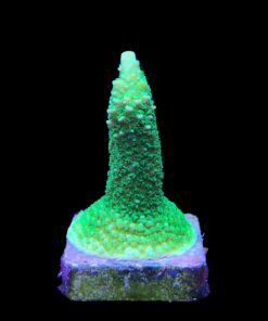 Alternative view of Abrolhoensis Green Orange Tips M