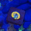 Acanthastrea Echinata Orange P