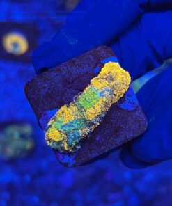 Acanthastrea Echinata Orange P