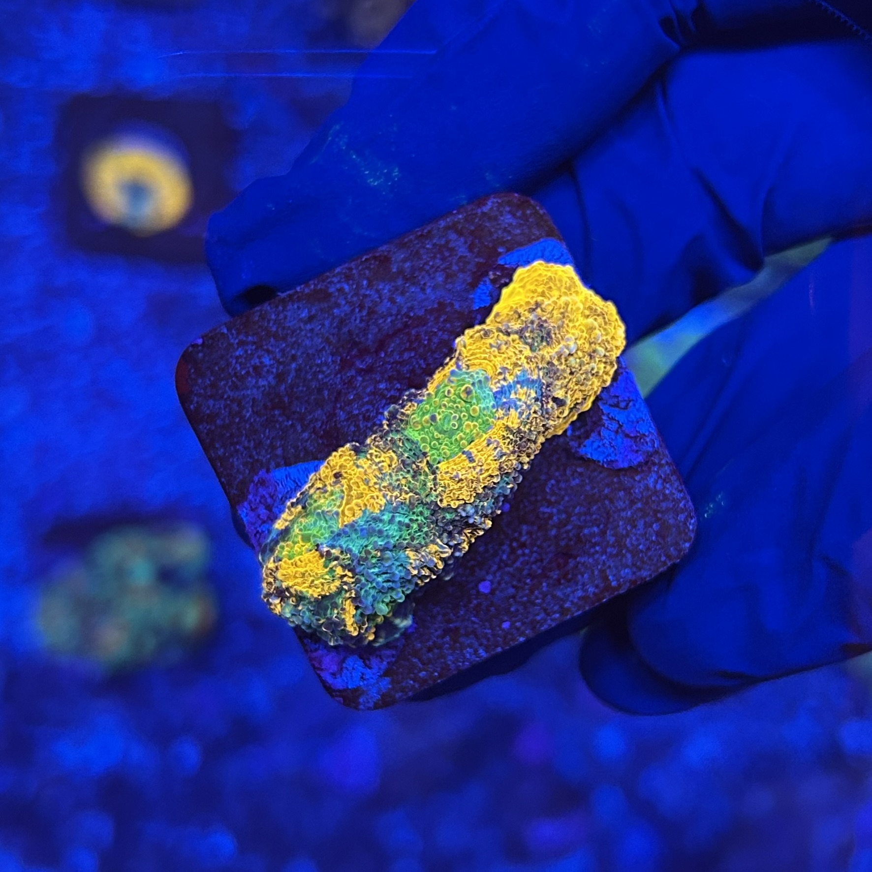 Acanthastrea Echinata Orange P