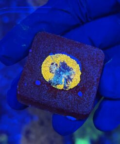 Acanthastrea Echinata Orange P