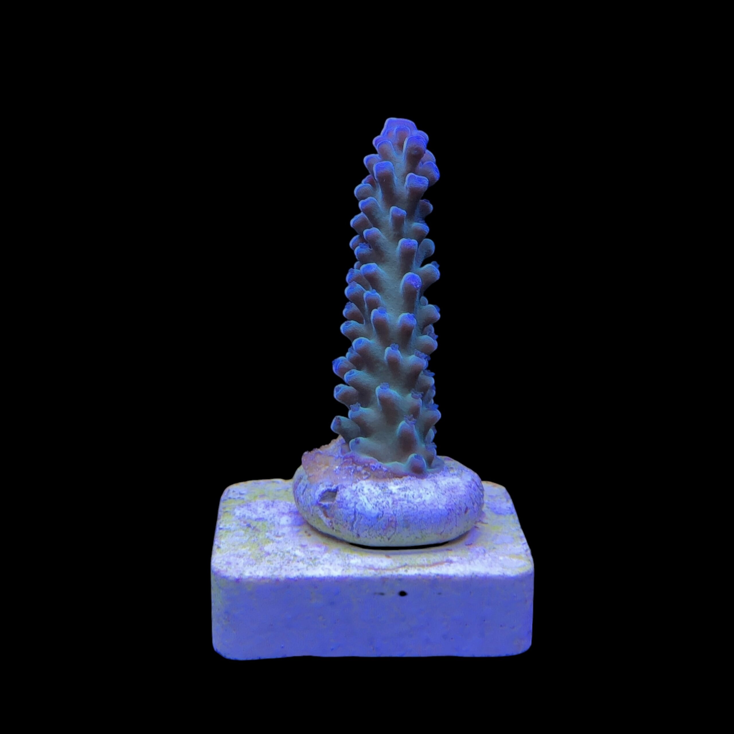 Blueberry M (Skuarosa)