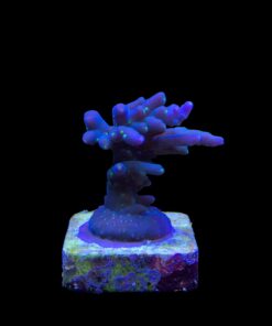 Caroliniana Purple Neon Polyps M