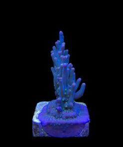 Caroliniana Purple Neon Polyps M