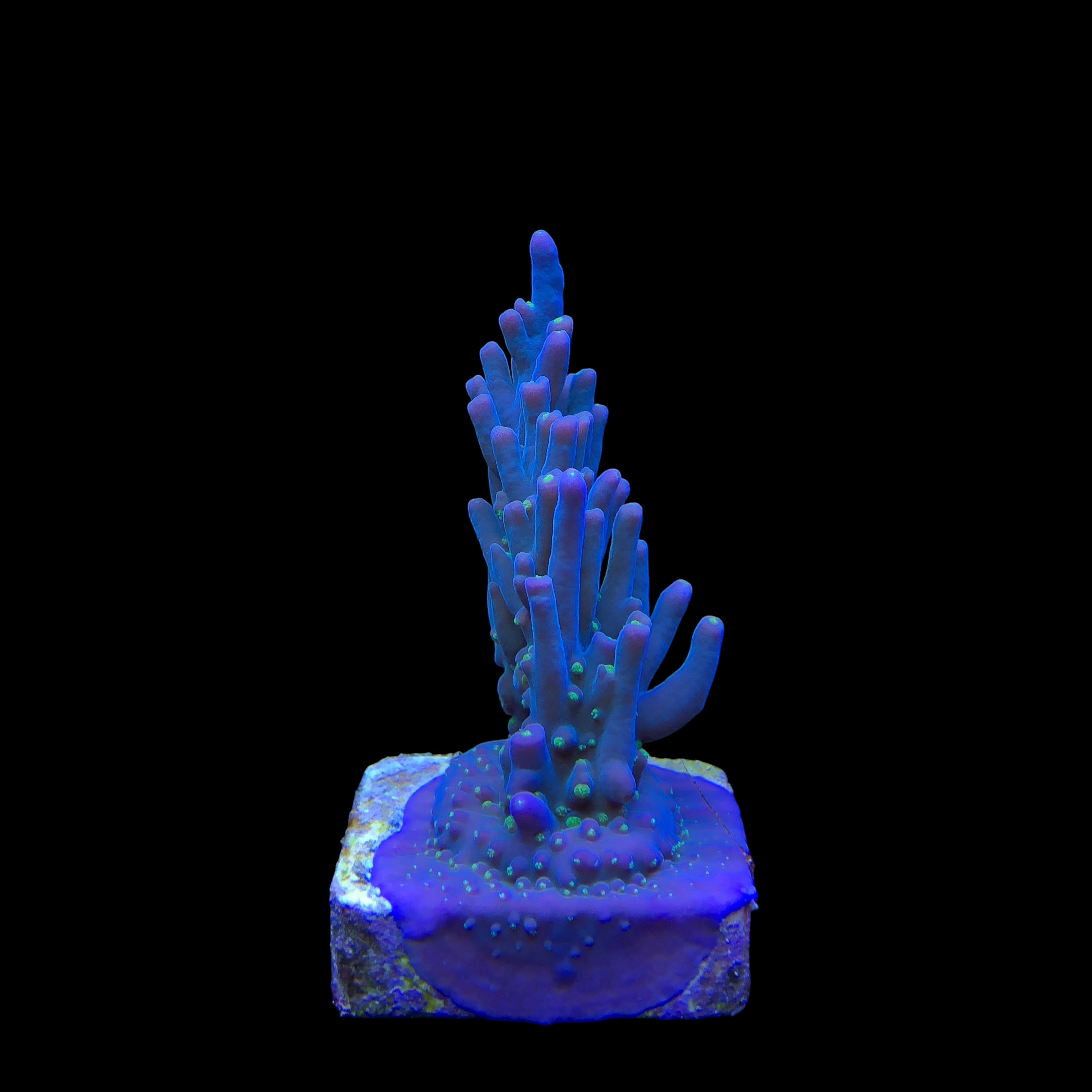 Caroliniana Purple Neon Polyps M