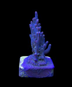 Caroliniana Purple Neon Polyps M