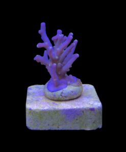 Caroliniana Purple Neon Polyps P
