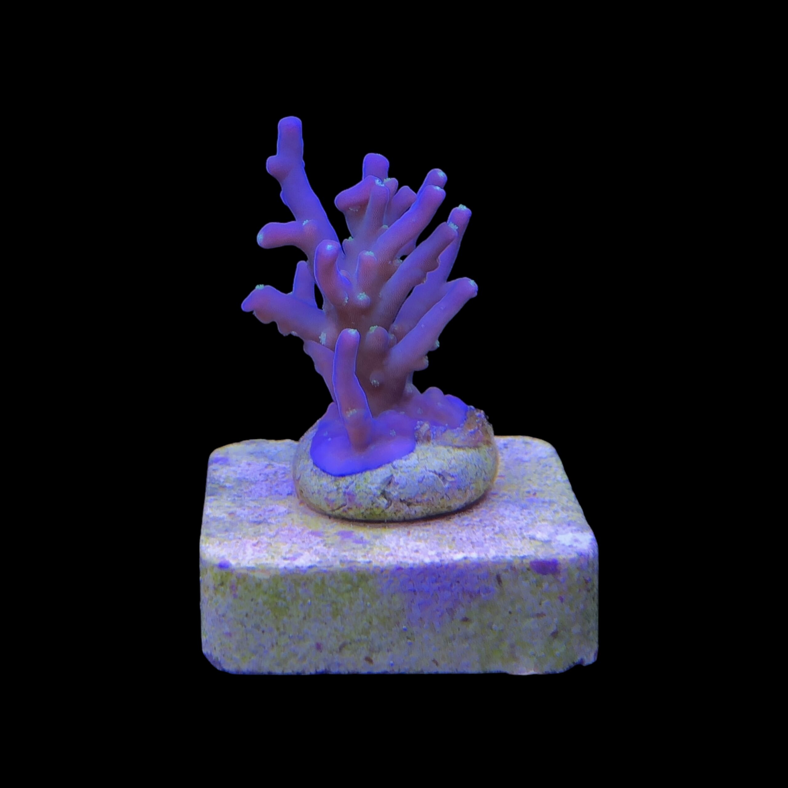 Caroliniana Purple Neon Polyps P