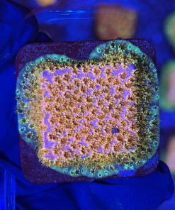 Cyphastrea Four Colors M