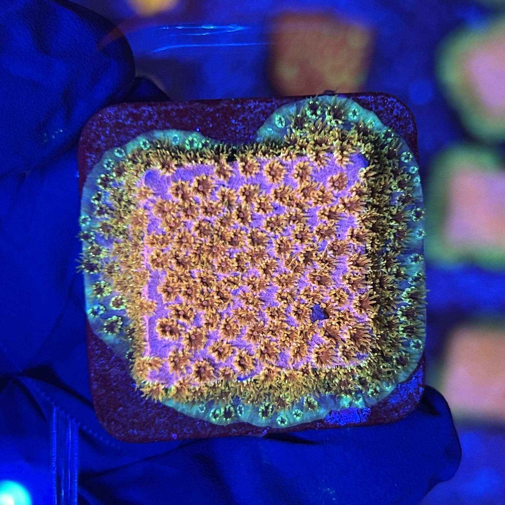 Cyphastrea Four Colors M