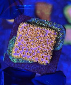 Cyphastrea Four Colors M