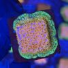 Cyphastrea Four Colors M