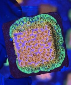 Cyphastrea Four Colors M