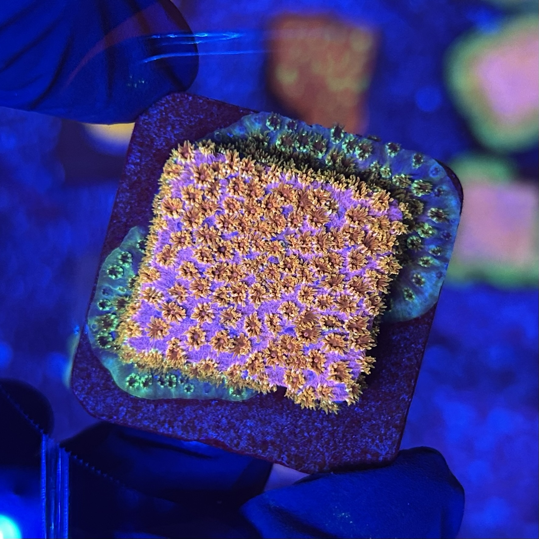 Cyphastrea Four Colors M