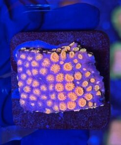 Cyphastrea Purple Monster M