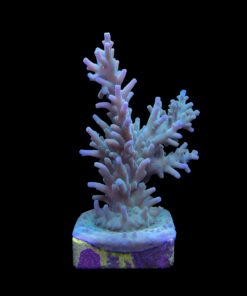 Alternative view of Echinata Green G