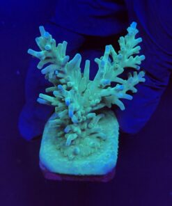 Echinata Green G