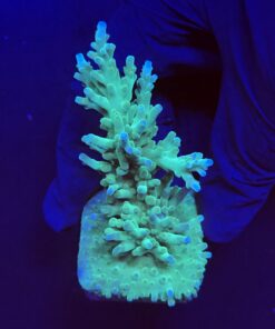 Echinata Green G