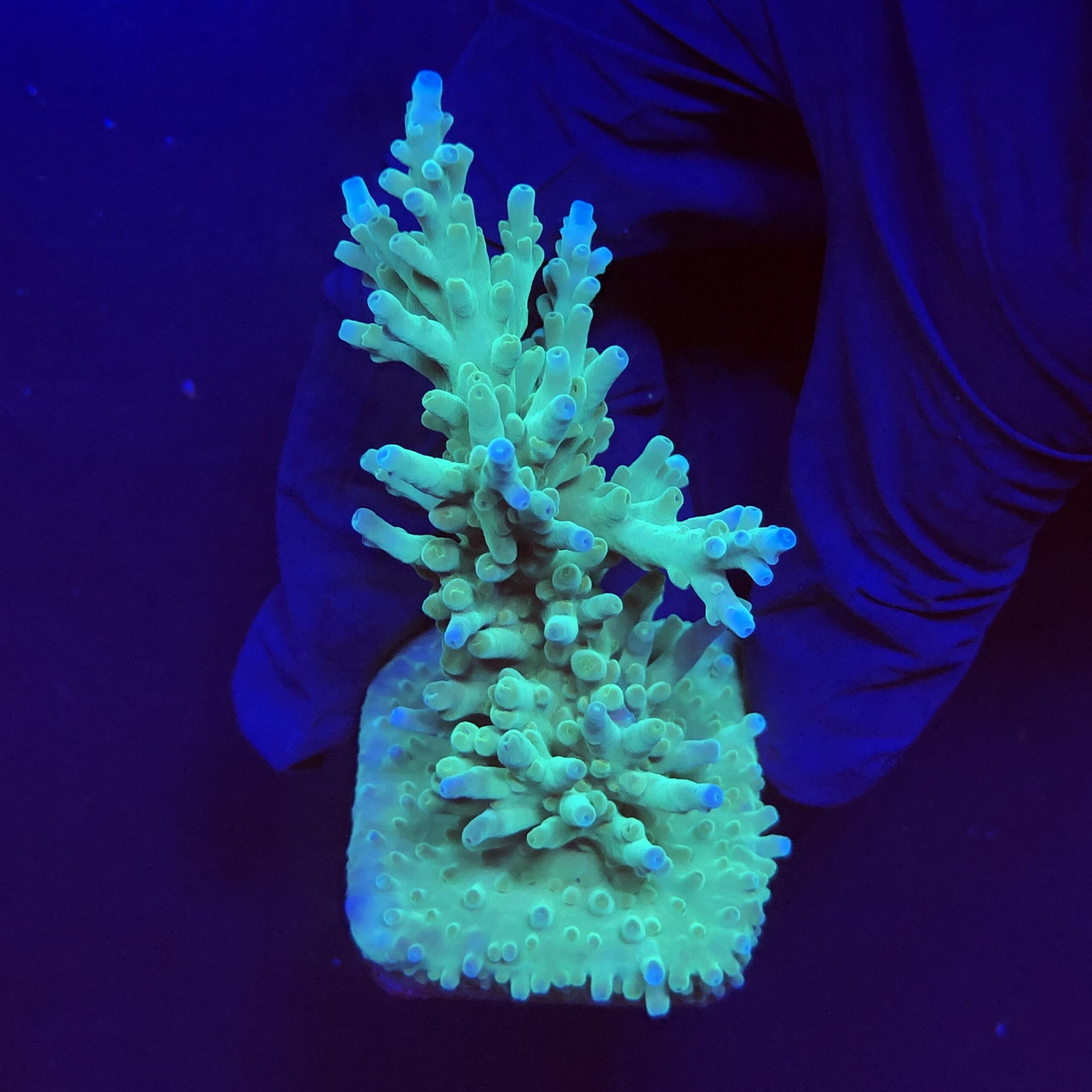 Echinata Green G