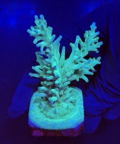Echinata Green G