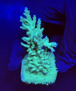 Echinata Green G