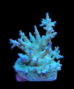 Alternative view of Echinata Green M