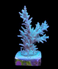Alternative view of Echinata Green G
