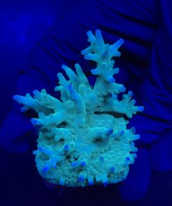 Echinata Green M