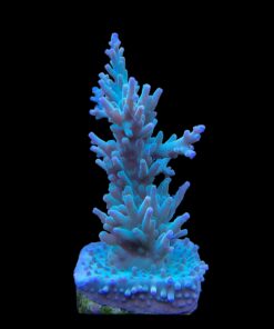 Alternative view of Echinata Green G