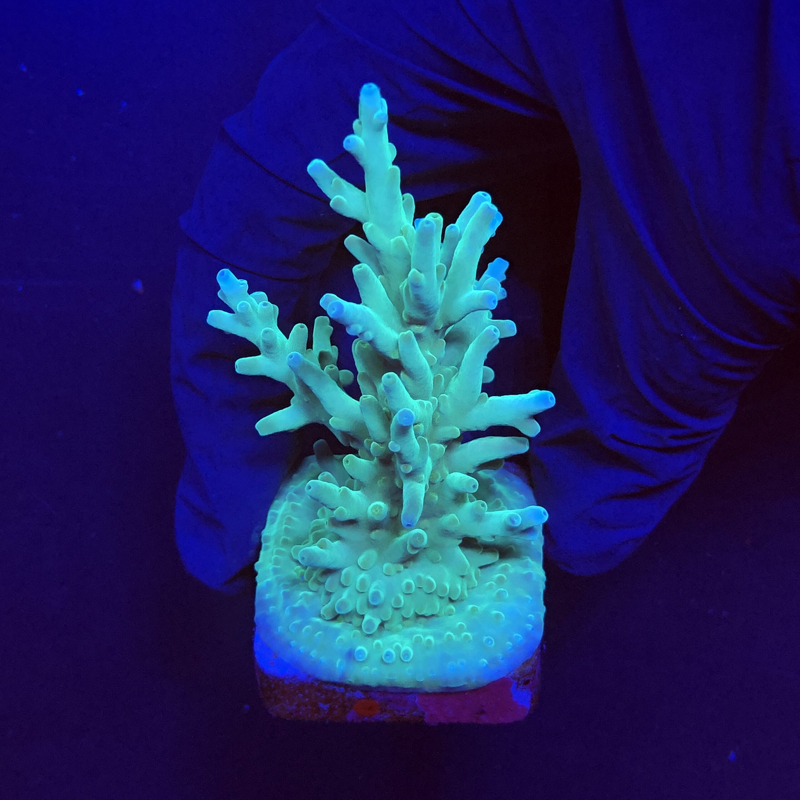Echinata Green M