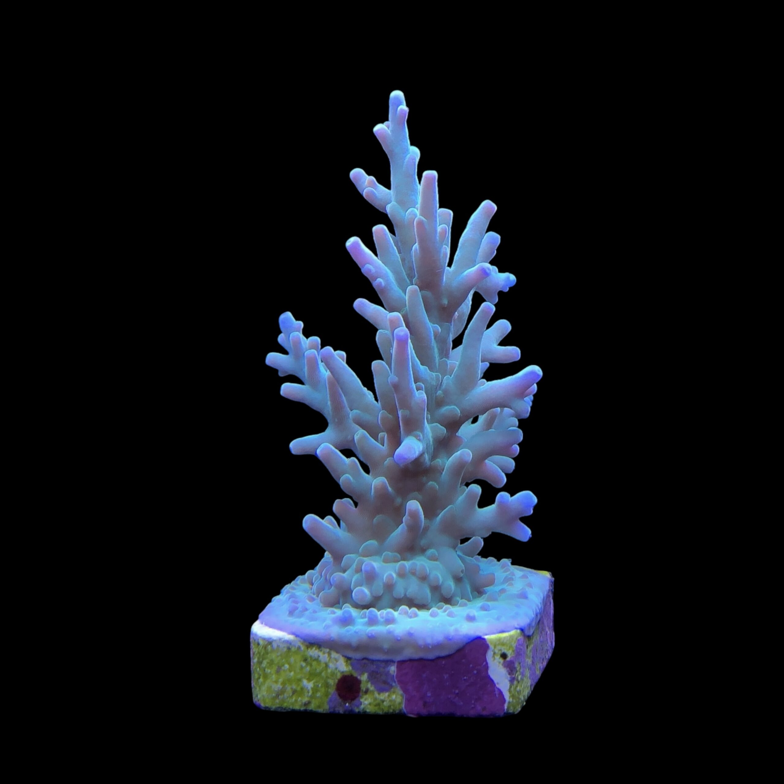 Echinata Green M - Imagem 2