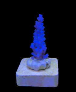 Gomezi Blue M