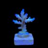Granulosa Northern Lights M