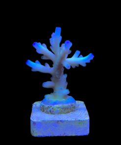 Granulosa Northern Lights M