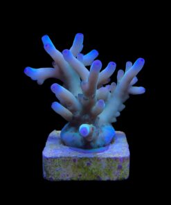 Granulosa Northen Light M