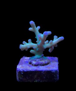 Granulosa Northen Light M