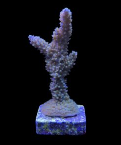 Alternative view of Horrida Green M