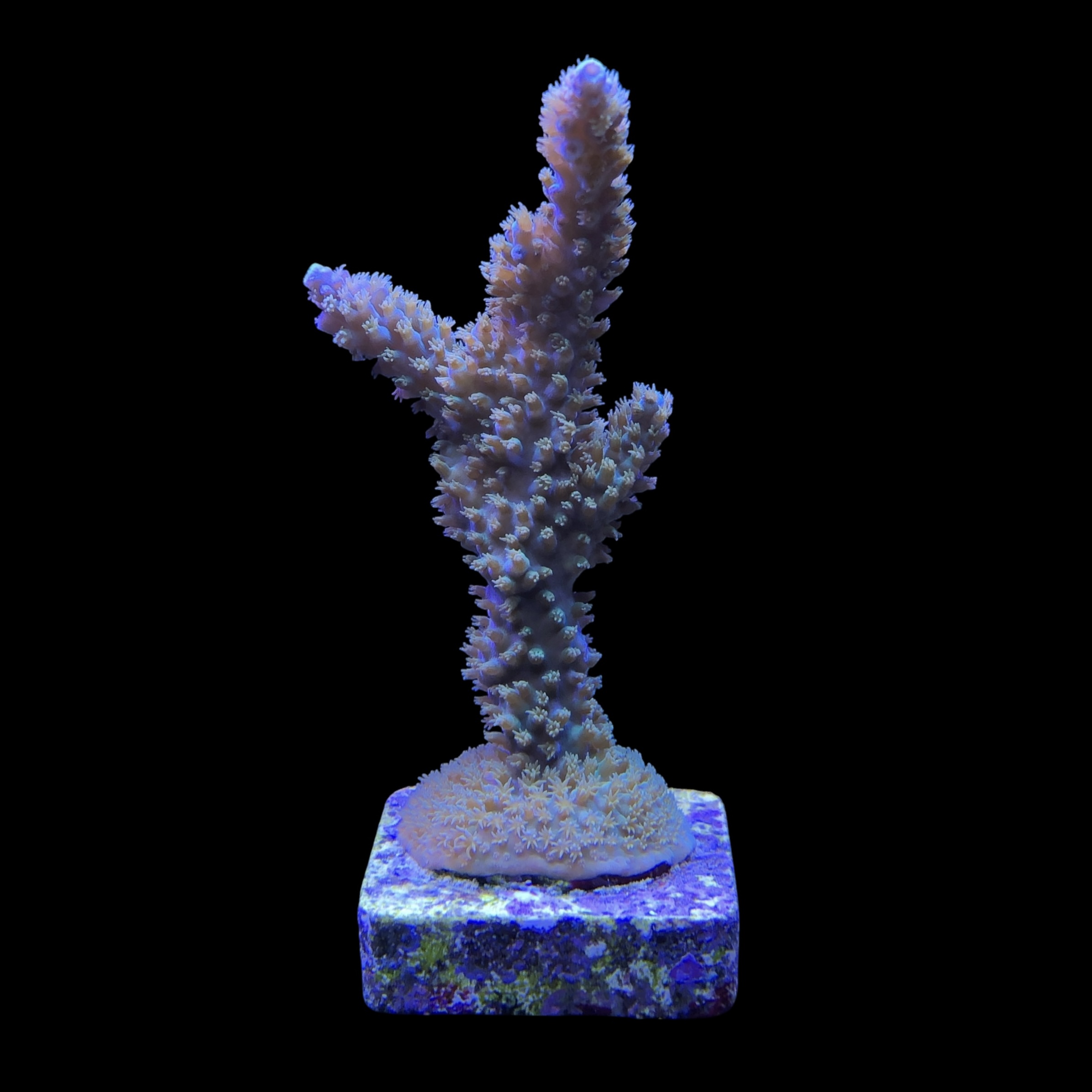 Horrida Green M - Imagem 2