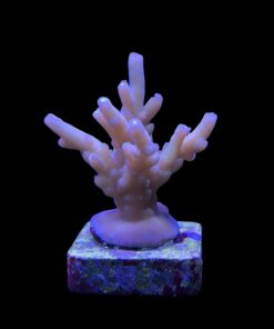 Alternative view of Lorips moon shine M