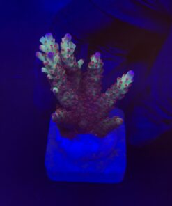 Lorips Strawberry G