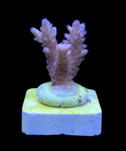 Alternative view of Lorips Strawberry M