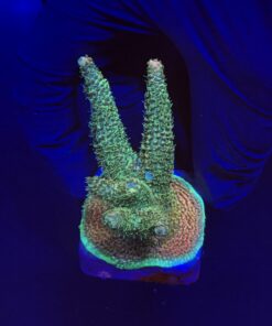 Millepora Blaze M