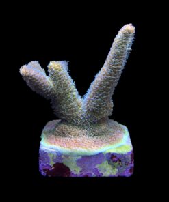 Alternative view of Millepora Blaze M