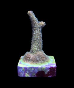 Alternative view of Millepora Blaze M