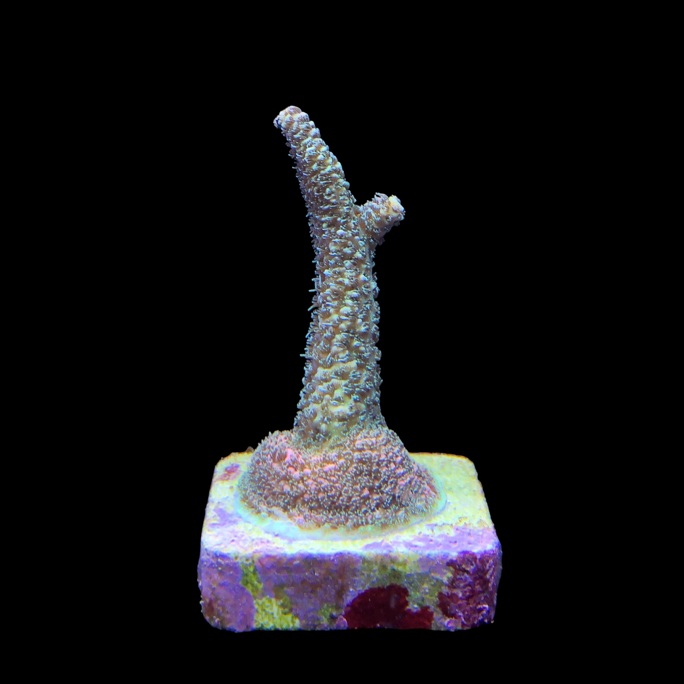 Millepora Blaze M - Imagem 2