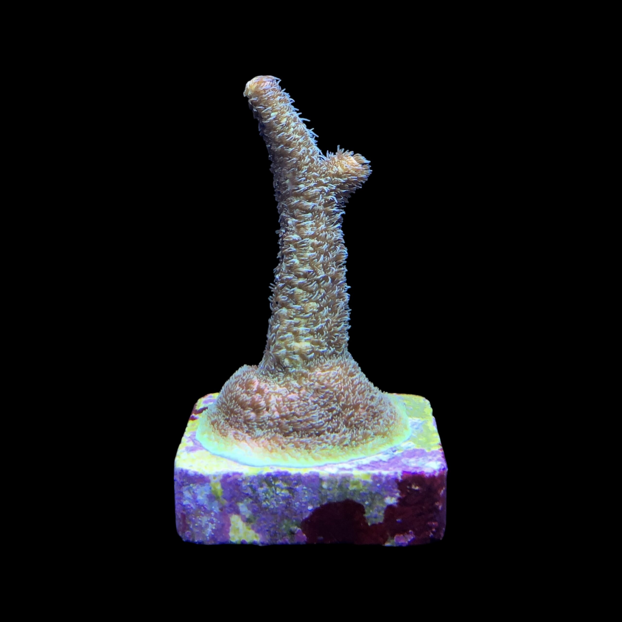 Millepora Blaze M - Imagem 2