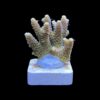 Millepora Orange Yellow Tips M