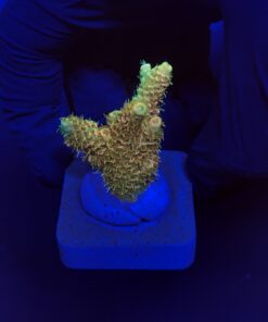 Millepora Orange Yellow Tips M
